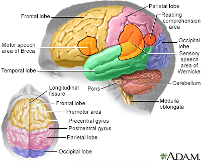 Brain Diagram Encyclopedia Wiring Diagram Raw