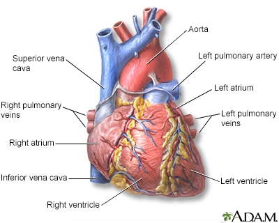 arteries and veins in arm. Arteries carry blood away from