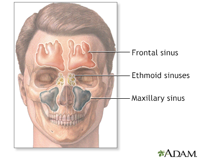 nasal sinuses