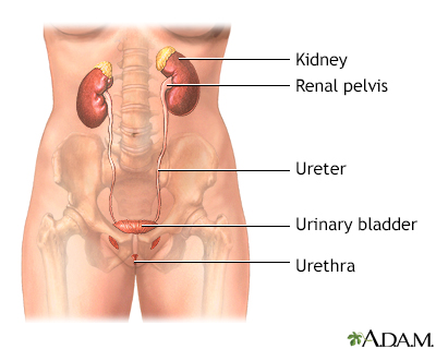 Female Urinary Tract Infection