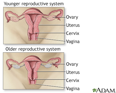 What is the male sex hormone called