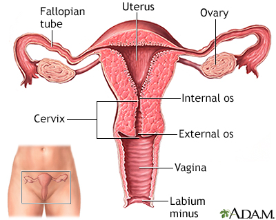 Fallopian Tube