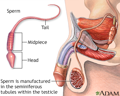 Anabolic steroids and sperm quality