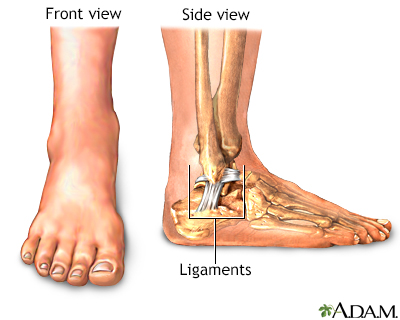 Tendons In The Foot. Muscles, tendons, and