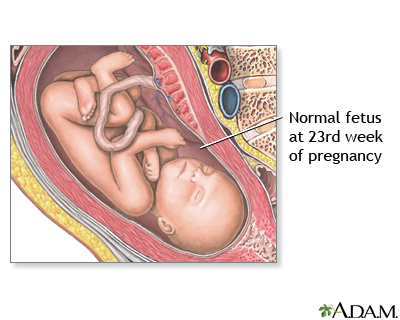 welcome to week 23 penn state hershey medical center size of 23 week fetus