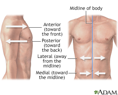 Midline Body