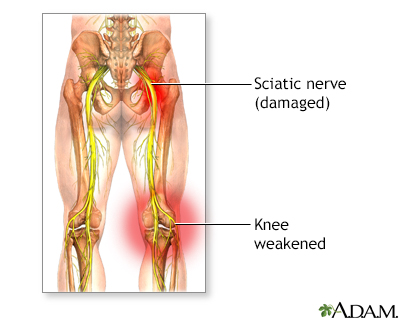 muscles of leg. It supplies the muscles